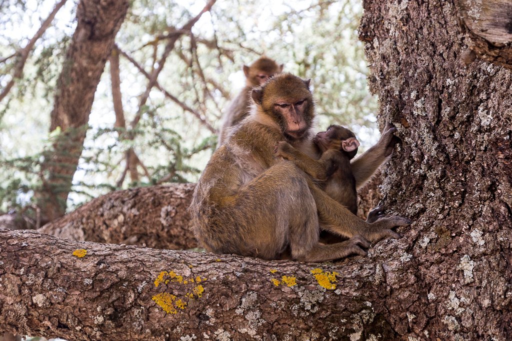 Opičí rodinka