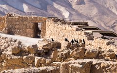 Masada a ptáci