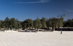 Olivovníky
