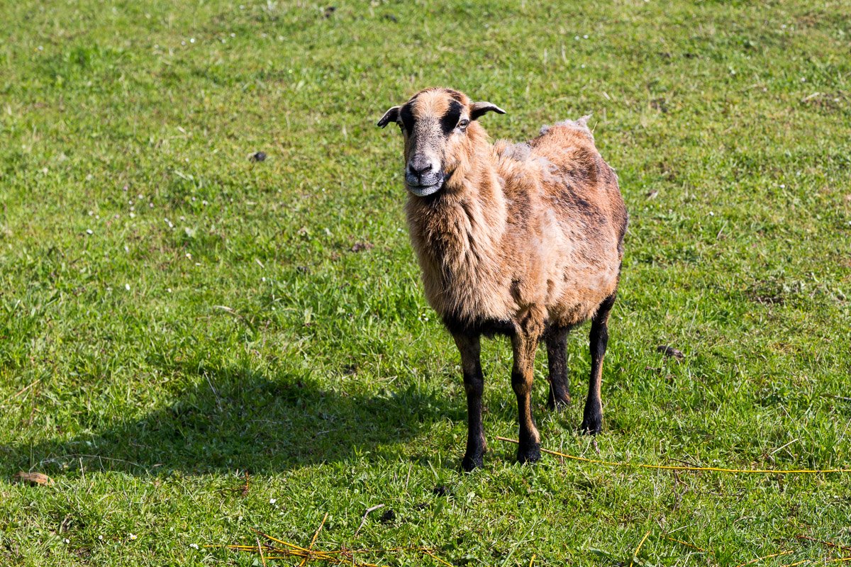 Ledvinovic ovečka