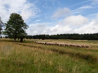 Ovce nad Abertamy