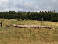 Ovce nad Abertamy