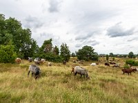 Kozy a ovce
