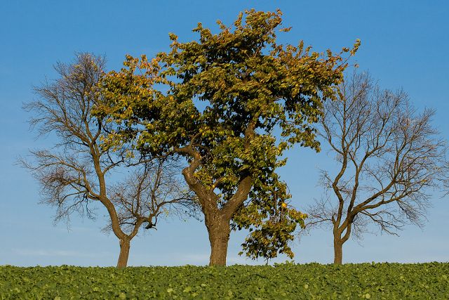 img00008.jpg