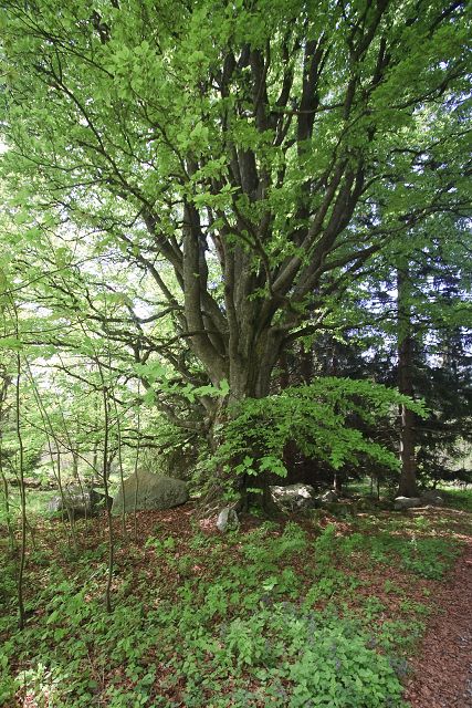 img00013.jpg