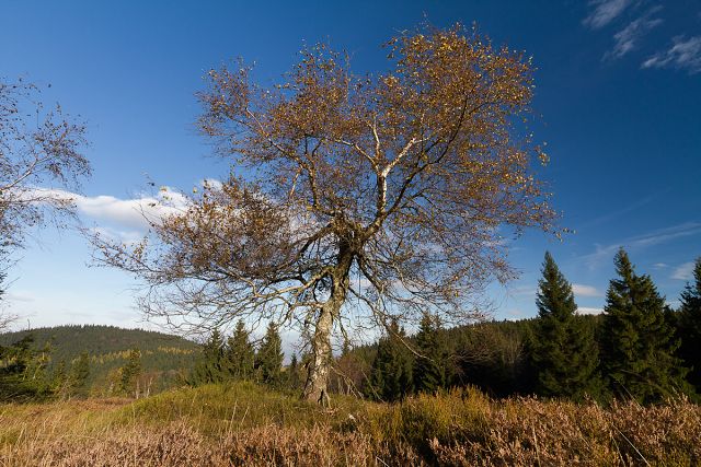 img00019.jpg