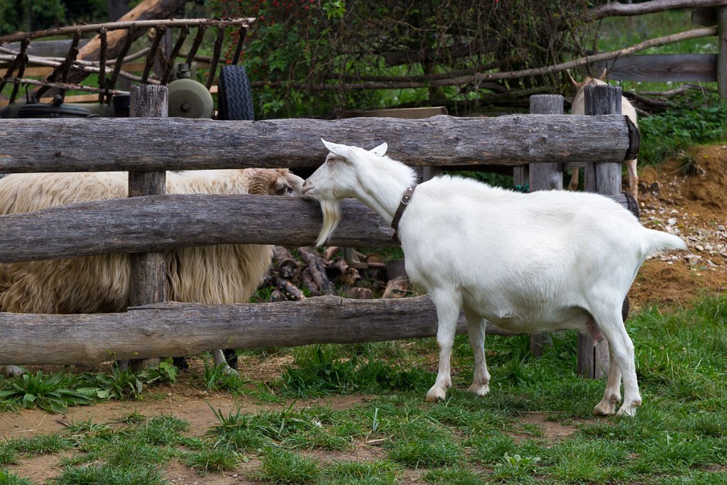 Kamarádi