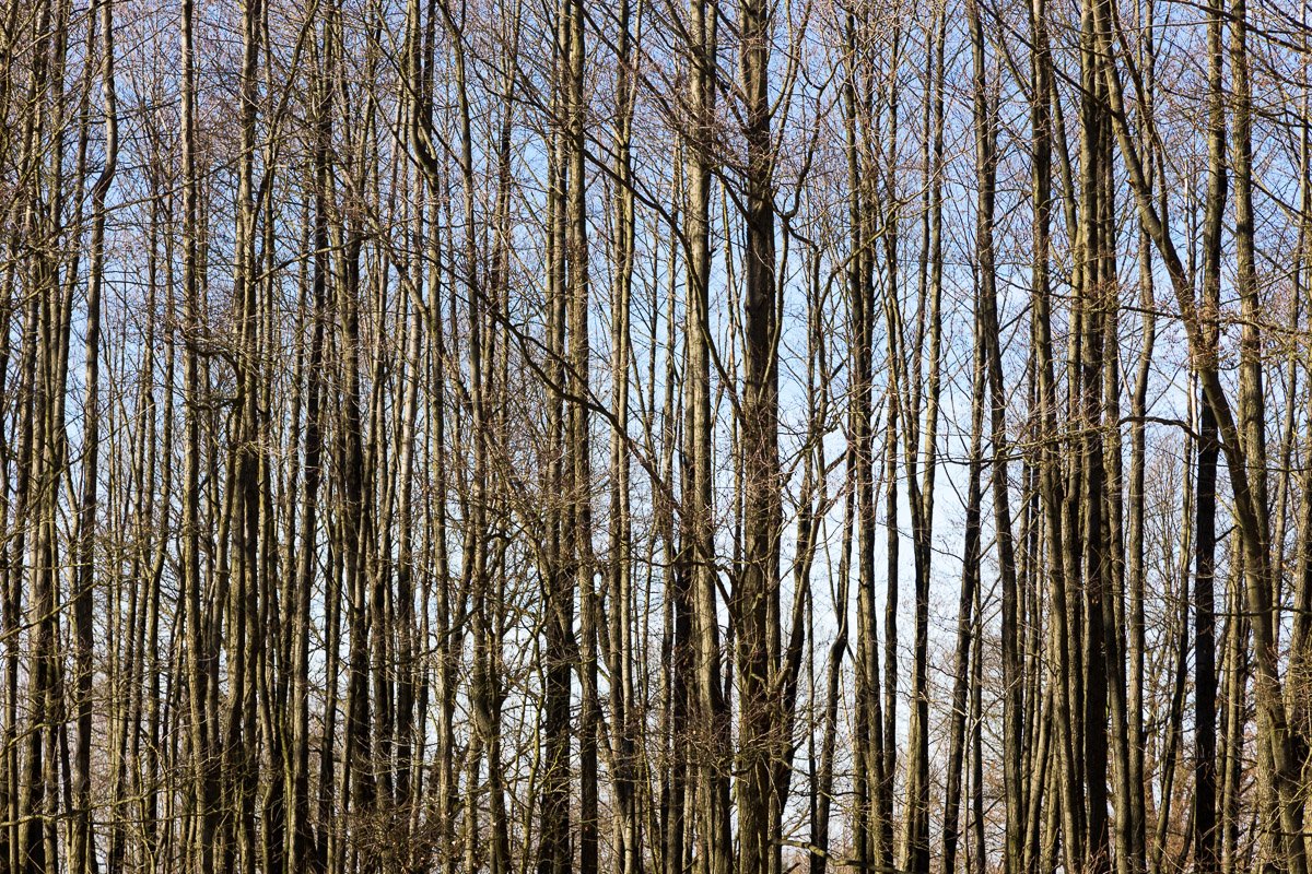 Stromy u Kališť
