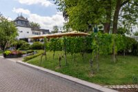 Vinohrad na břehu Rýna, Boppard