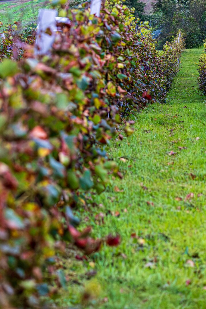 Moravské Toskánsko