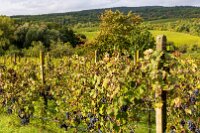 Vinice ve Hnanicích