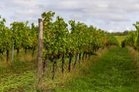 Vinice ve Hnanicích