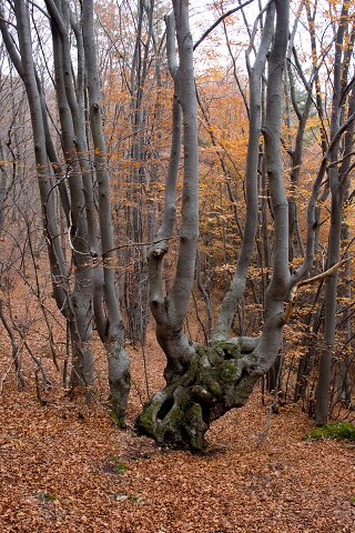 img00025.jpg